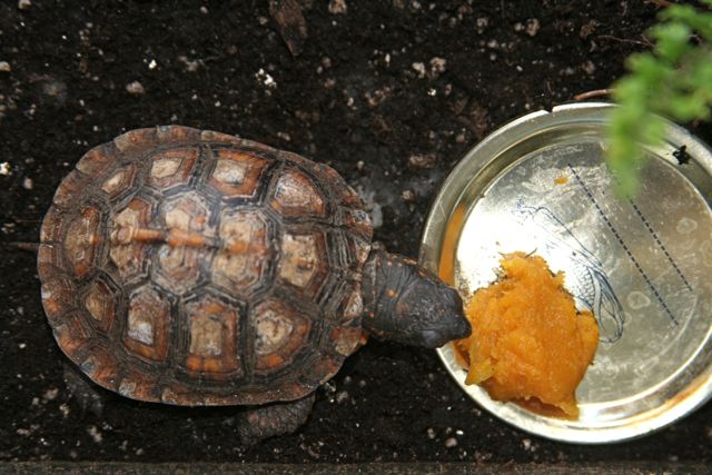 Box turtle hit by land developers brush hog, damaged shell : r/WildlifeRehab