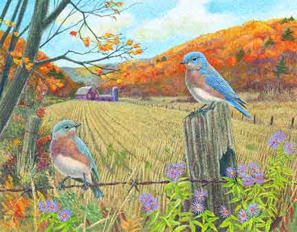 Julie Zickefoose on Blogspot: Good New Is, The Bluebirds Hatched