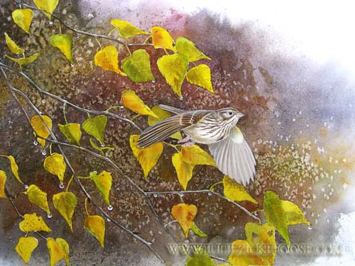 Savannah sparrow, grey birch