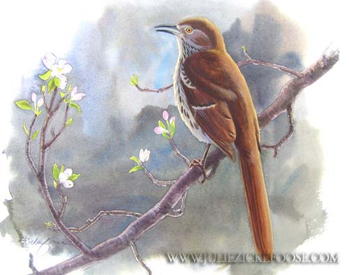 Brown thrasher in apple