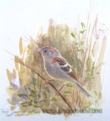 Field sparrow with nesting material