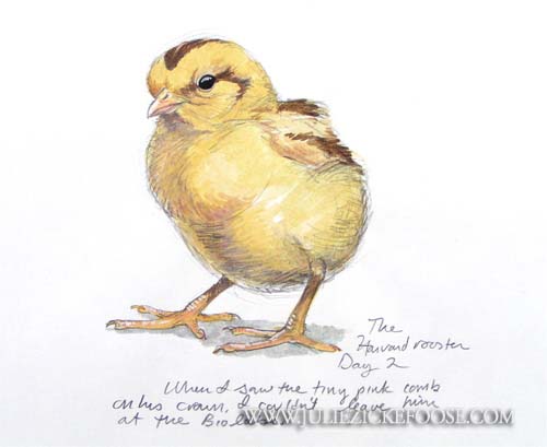 Experimental chick (brown leghorn)