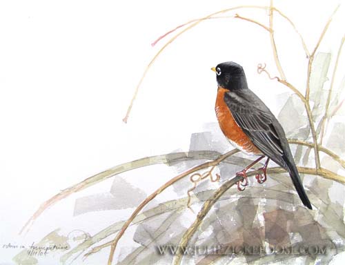 American robin in trumpetvine