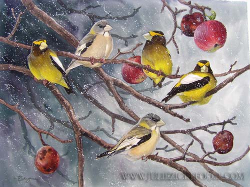 Band of Gold (Evening grosbeaks)