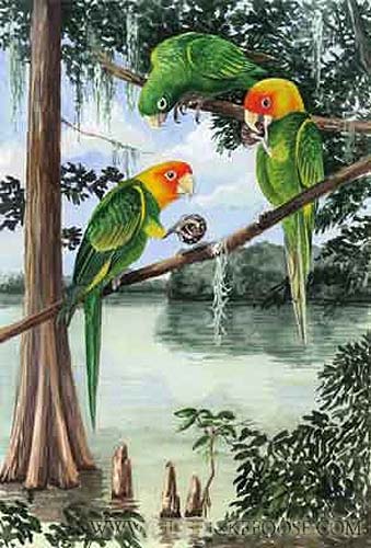 Carolina parakeets along the Suwannee River