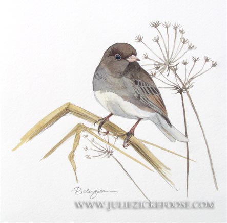 Dark-eyed junco in winter weeds