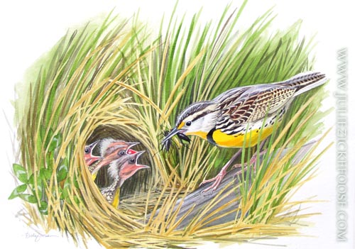 Eastern meadowlark at nest