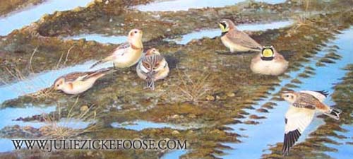 Snow Buntings and Horned Larks