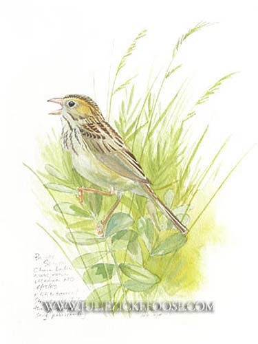 Baird's sparrow, North Dakota, from life