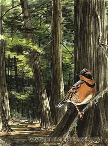 Varied thrush in old-growth forest